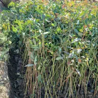 نهال اکالیپتوس(فوق العاده کم توقع و پرسود)