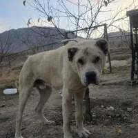 واگذاری سگ|سگ|ماکو, |دیوار