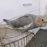 عروس هلندی دستی|پرنده|قم, پردیسان|دیوار