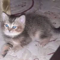 گربه اسکاتیش بریتیش|گربه|کرج, عظیمیه|دیوار