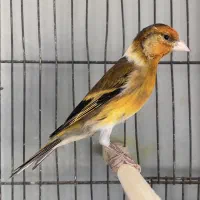 سهره قناری نر مست