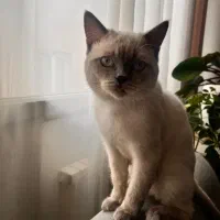 گربه اسکاتیش ۷ ماهه