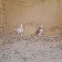 کبوتر
