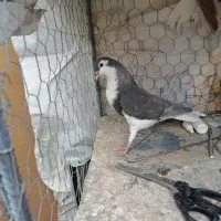 کفتر|پرنده|زرند, |دیوار