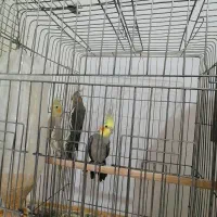 عروس هلندی با جوجه|پرنده|رفسنجان, |دیوار