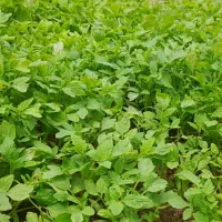 نهال گوجه فرنگی
