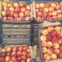 خرید میوه تره‌بار سیب پرتقال نارنگی گوجه خیار پیاز|خدمات باغبانی و درختکاری|تهران, میدان میوه و تره‌بار مرکزی|دیوار