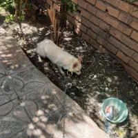 توله پامر|سگ|بم, |دیوار