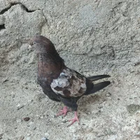 کبوتر کله ای،برنجی|پرنده|امیدیه, |دیوار