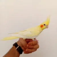 عروس هلندی لوتینو خال زعفرانی فول رام|پرنده|قدس, شهرقدس|دیوار