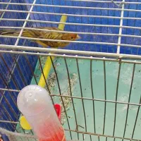 قناری سوپر نر بخون مست