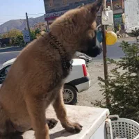 سگ.|سگ|آبعلی, |دیوار