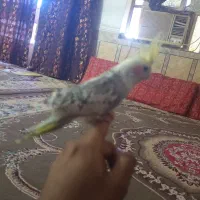 طراح یک