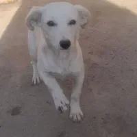 واگذاری پاپی زرنگ وباهوش