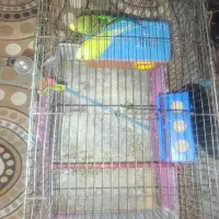 یک جفت مرغ عشق نر