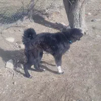 توله قهدریجونی