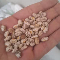 لوبیا چیتی درجه یک