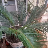 گل سیکاس۱۸ ساله