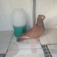 جفت سوسنی و آبادانی