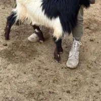 بزغاله چاق سالم به شرط|حیوانات مزرعه|بجنورد, |دیوار