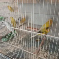 تعداد قناری رسمی بلند،سوپر و پرستار|پرنده|سیرجان, |دیوار