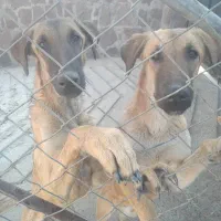 واگذاری رایگان دو قلاده سگ شکاری نر|سگ|دماوند, دماوند|دیوار