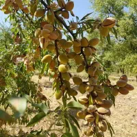 نهالستان ارقام خشکبار و میوه های پربار پالیز|خدمات باغبانی و درختکاری|داران, |دیوار