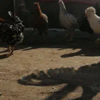 فروش مرغ جوان تخمگذار|حیوانات مزرعه|لنجان, |دیوار