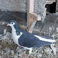 صیدبوم بلند|پرنده|تربت‌حیدریه, یحیی آباد|دیوار