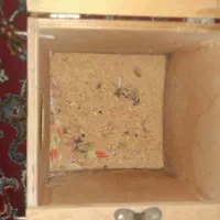 یک جفت طوطی برزیلی تخم گذار|پرنده|دورود, |دیوار