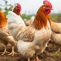 دان مرغی ویژه