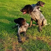 سگ شکاری پویینتر آلمان ماده