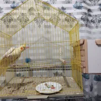 یک جفت عروس هلندی سر ۴ تا  تخم  با قفس|پرنده|اشتهارد, |دیوار