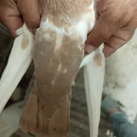 کبوتر ماده|پرنده|برازجان, |دیوار