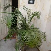 انواع گل پتوس.بنجامین .اریکا|گل و گیاه طبیعی|سهند, |دیوار