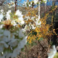 نیروی فر کار