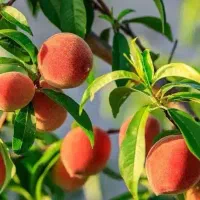 پیش فروش نهال هلو سرخابی