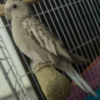 عروس ایزابلا شکلاتی