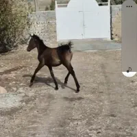 کره اسب|اسب و تجهیزات اسب‌سواری|قلعه شاهین, |دیوار