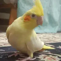 عروس هلندی لوتینیو