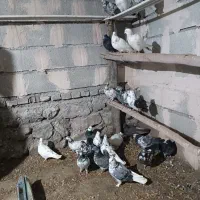 کفتر|پرنده|صومای برادوست, |دیوار