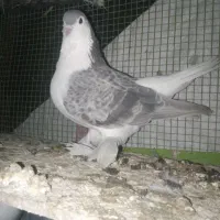 کبوتر رنگی فروشی