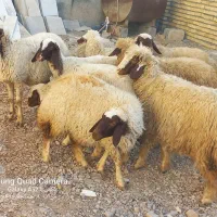 گوسفند ماده داشتی درحد شک باب داشت|حیوانات مزرعه|کوزران, |دیوار
