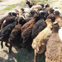 دام در تهران توحید وستارخان انقلاب زنده|حیوانات مزرعه|تهران, توحید|دیوار