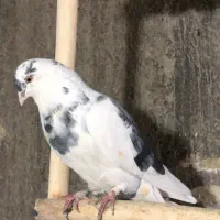 کبوتر‌کفتر‌بی‌نظیر