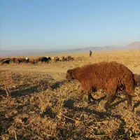 بره قوچی هترو|حیوانات مزرعه|سرولایت, |دیوار