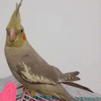 عروس هلندی|پرنده|جهرم, |دیوار