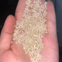 نیم دانه هاشمی|خوردنی و آشامیدنی|رشت, حافظ آباد|دیوار