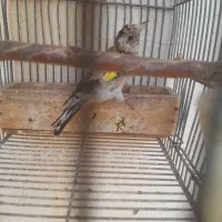 جوجه سهره|پرنده|شیراز, شهرک گلستان|دیوار