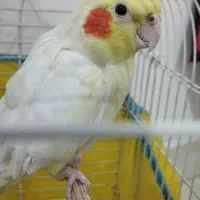 یک جفت عروس هلندی( نر و ماده )|پرنده|رشت, دیانتی|دیوار